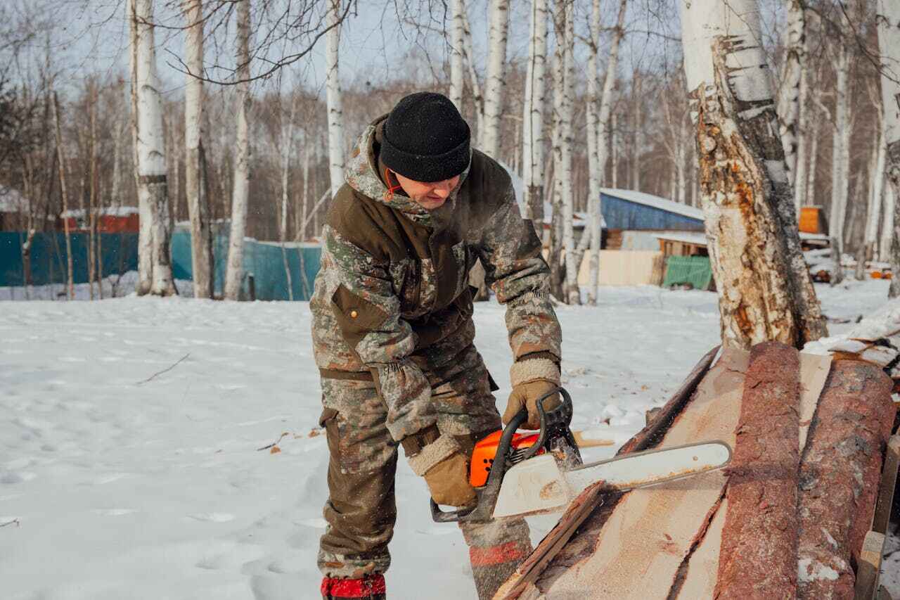 The Steps Involved in Our Tree Care Process in Quitman, TX